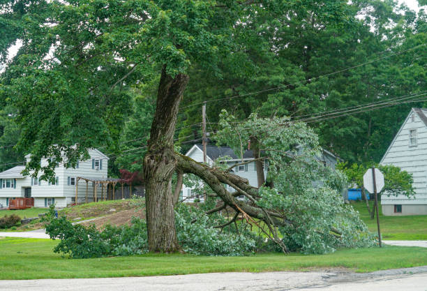 Best Affordable Tree Service  in Altamonte Springs, FL